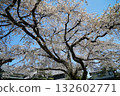 古朔院的藍天和櫻花。 132602771