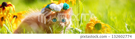 Cute little ginger kitten on a lawn with Rudbeckia hirta flowers in a summer garden Cute little ginger kitten on a lawn with Rudbeckia hirta flowers in a summer garden 132602774