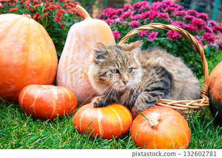 A funny kitten sits in a basket in the garden next to pumpkins and flowers A funny kitten sits in a basket in the garden next to pumpkins and flowers 132602781