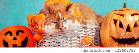 A funny cat lies in a basket next to artificial colorful pumpkins A funny cat lies in a basket next to artificial colorful pumpkins 132602782
