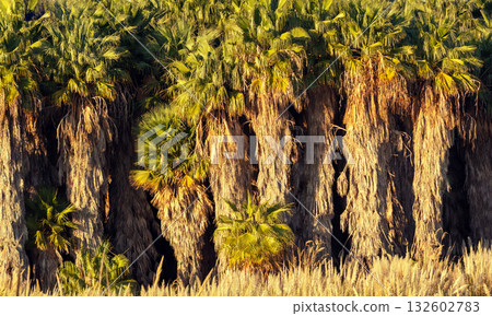 Wild palm forest. Nature background Wild palm forest. Nature background 132602783