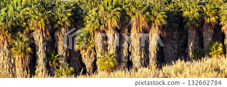 Wild palm forest. Nature background 132602784
