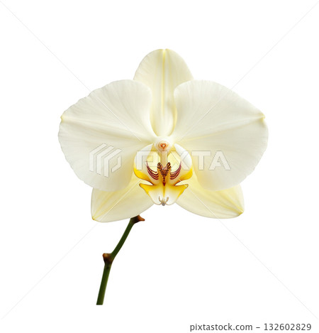Elegant cream orchid flower with delicate petals and intricate yellow and red center on green stem 132602829
