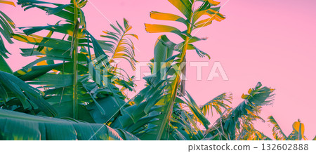 Banana plantation on a sunny day. Nature tropical landscape 132602888