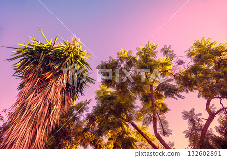 Tropical trees against the sunset sky. Palm trees and acacias on a pink background. Mediterranean landscape Tropical trees against the sunset sky. Palm trees and acacias on a pink background. Mediterranean landscape 132602891
