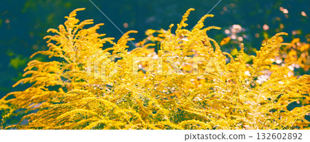 Natural blooming ragweed. Floral background. Horizontal banner 132602892