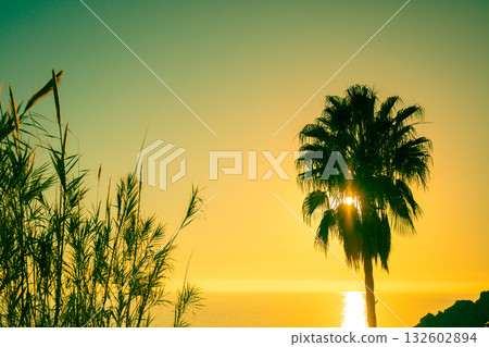 Seascape in the evening. Palm tree and sedge on the beach against the sunset sky. Tropical evening landscape. Beautiful tropical nature 132602894