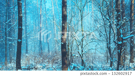 Snowy pine forest in winter. Winter nature background. Horizontal banner 132602917