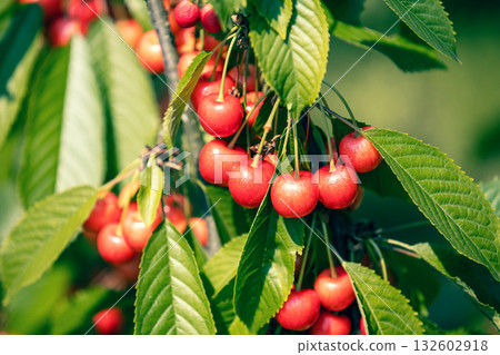 Branch of sweet cherry (Prunus avium) with ripe berries 132602918