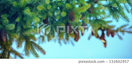 Young shoots of spruce tree and fir cones on the branches. Natural background in trendy green color. Spring nature. Horizontal banner Young shoots of spruce tree and fir cones on the branches. Natural background in trendy green color. Spring nature. Horizontal banner 132602957