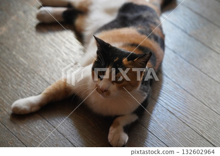 Listen carefully, Sakuraneko 132602964