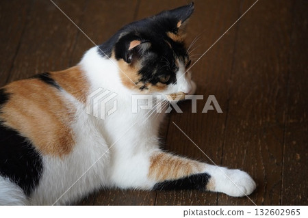 Listen carefully, Sakuraneko 132602965