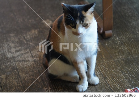 Listen carefully, Sakuraneko Listen carefully, Sakuraneko 132602966