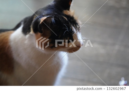 Listen carefully, Sakuraneko 132602967