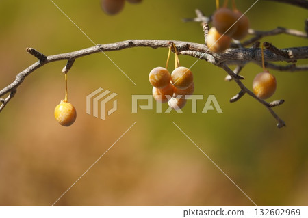Fallen leaves and ginkgo trees 132602969