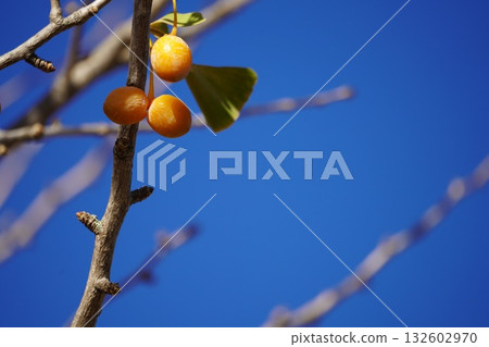 Blue sky and ginkgo 132602970