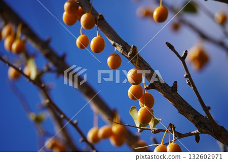 Blue sky and ginkgo 132602971