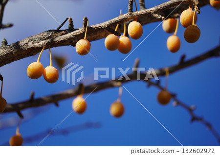 藍天和銀杏 132602972