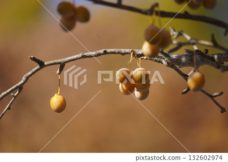 落葉和銀杏樹 132602974