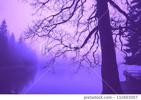 Fir trees around the lake on a misty morning in autumn. Bare tree by the lake. Lake Synevyr in the Carpathian Mountains of Ukraine. Synevyr Poliana National Park in Zakarpattia Oblast. Ukraine 132603007
