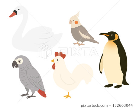 各種鳥類、企鵝、天鵝、雞尾鸚鵡、非洲灰鸚鵡、雞的插圖 132603044