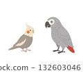 Illustration of a cockatiel and a grey parrot facing each other Illustration of a cockatiel and a grey parrot facing each other 132603046