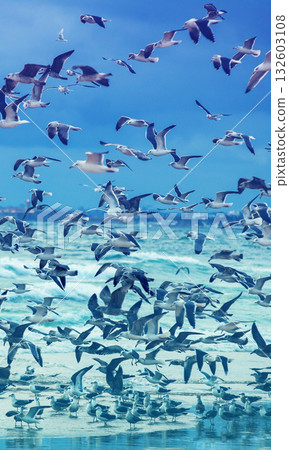 Seagulls flying on the beach. Atlantic Ocean in the evening. Lisbon, Portugal. Vertical banner 132603108
