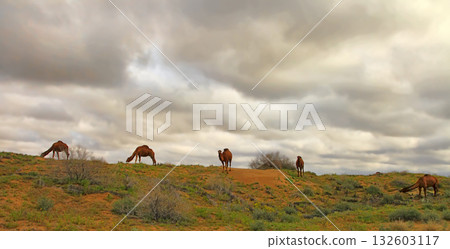 Turkmenistan, camels graze in the Karakum desert. The desert occupies 70 percent of the area of Turkmenistan. Turkmenistan, camels graze in the Karakum desert. The desert occupies 70 percent of the area of Turkmenistan. 132603117