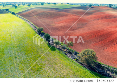 Arable field in autumn. Olive trees on the field. Rural landscape. Rolling fields on the hills. Alvalade, Portugal Arable field in autumn. Olive trees on the field. Rural landscape. Rolling fields on the hills. Alvalade, Portugal 132603322