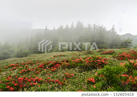 The misty Utsukushigahara Plateau where Renge Azaleas bloom 132603428