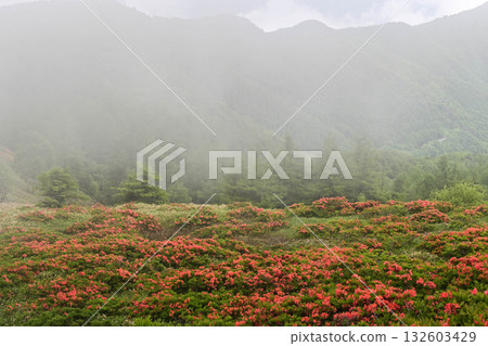 The misty Utsukushigahara Plateau where Renge Azaleas bloom 132603429
