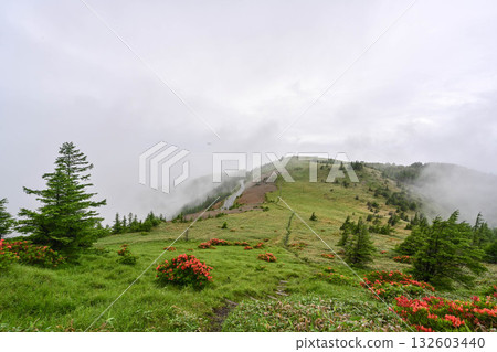 The misty Utsukushigahara Plateau where Renge Azaleas bloom 132603440