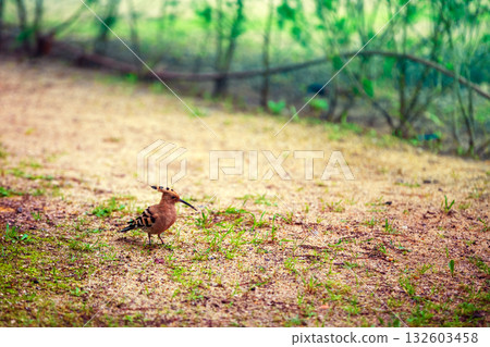 Hoopoe bird walks on the dry grass 132603458
