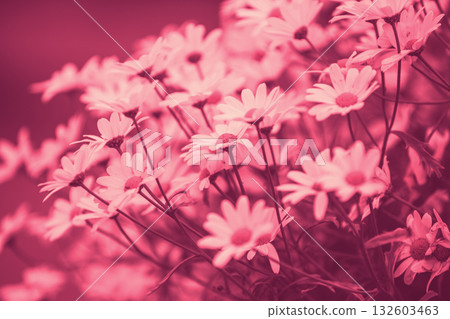 Vintage chamomile flowers. Beautiful nature flowers background. Spring nature background Vintage chamomile flowers. Beautiful nature flowers background. Spring nature background 132603463