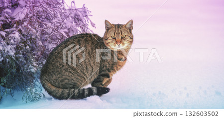 Portrait of a cat outdoors in snowy winter. Cat siting in snow near fir tree in the forest Horizontal banner 132603502
