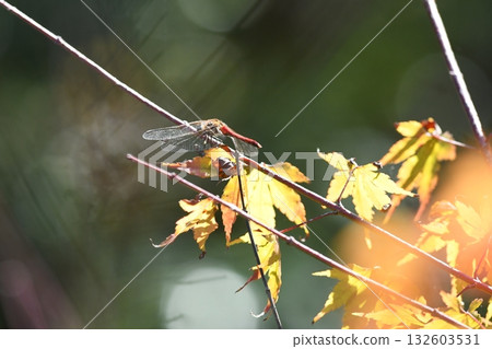 紅蜻蜓龍寶寺 132603531