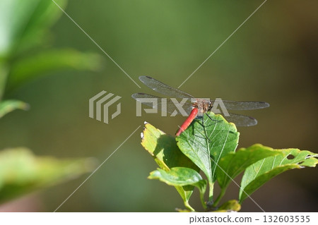 紅蜻蜓龍寶寺 132603535