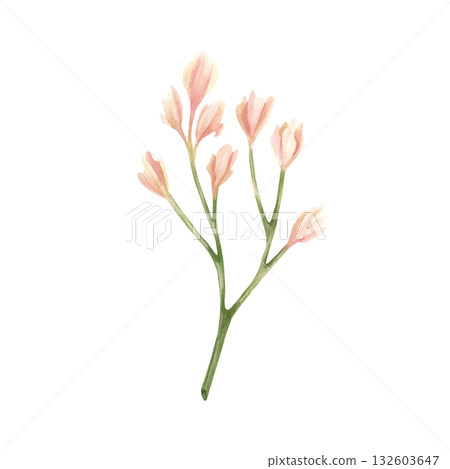 Beige freesia bud on branch. Delicate pink curved flower. Botanical floral twig. Watercolor illustration isolated from background. Wildflower for your design on invitation, cards, spring holidays Beige freesia bud on branch. Delicate pink curved flower. Botanical floral twig. Watercolor illustration isolated from background. Wildflower for your design on invitation, cards, spring holidays 132603647