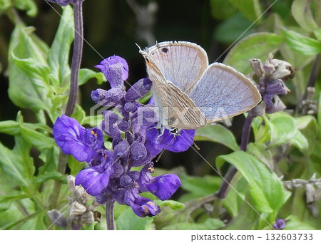 Blue salvia and shijimi 132603733