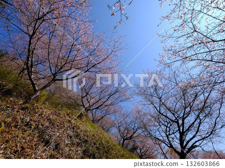 Kawazu Cherry Blossoms Blooming on the Bank [Tsukui, Sagamihara City, March] 132603866