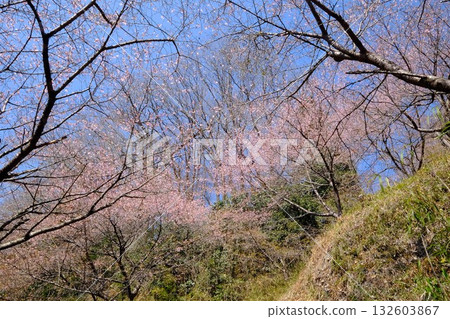 Kawazu cherry blossoms and mixed forests blooming on mountain slopes [Tsukui, Sagamihara City, March] 132603867