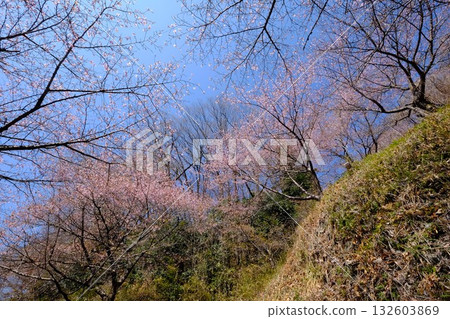 河津櫻花在山坡上盛開 [築井，相模原市，3月] 132603869