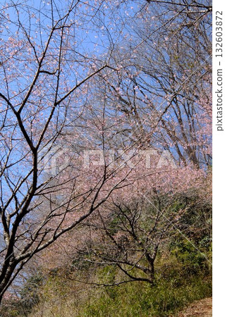 A collaboration between Kawazu cherry blossoms and a grove of trees [Tsukui, Sagamihara City, March] 132603872