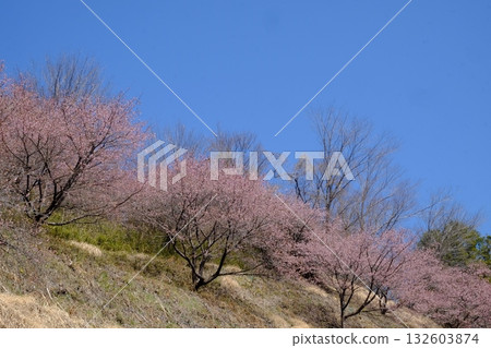 Kawazu cherry blossoms bloom on mountain slopes [Tsukui, Sagamihara City, March] 132603874