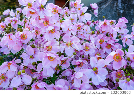 秋日花園中盛開的日本銀蓮花的特寫 132603903