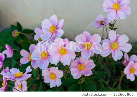 秋日花園中盛開的日本銀蓮花的特寫 132603905