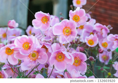 秋日花園中盛開的日本銀蓮花的特寫 132603920