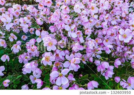 Many beautiful Japanese anemone flowers bloom in the autumn garden. Many beautiful Japanese anemone flowers bloom in the autumn garden. 132603950