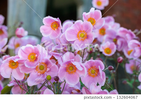 Beautiful sight of Japanese anemone flowers blooming in an autumn garden Beautiful sight of Japanese anemone flowers blooming in an autumn garden 132604067