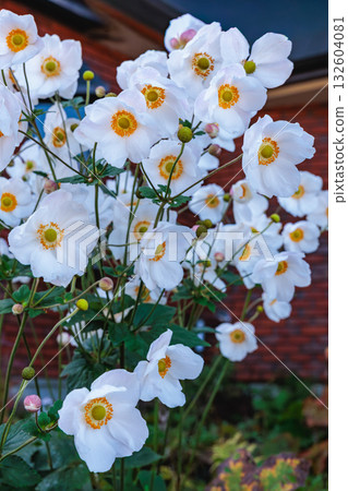 Beautiful white psyllium flowers blooming in the garden 132604081